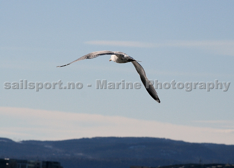 Seagull5.jpg